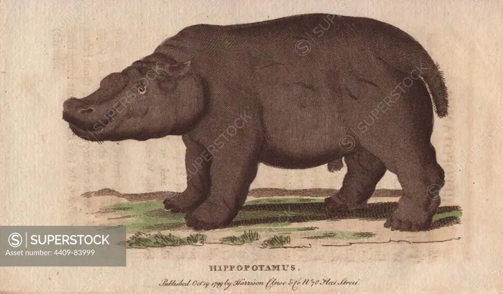 Hippo or hippopotamus. Hippopotamus amphibius. "The teeth are highly prized by dentists for making artificial teeth. It is unquestionably the Behemoth of Job; who, Pennant observes, has most admirably described its manners, food and haunts.". Handcoloured copperplate engraving from "The Naturalist's Pocket Magazine; or, Complete Cabinet of the Curiosities and Beauties of Nature" (1798~1802) published by Harrison, London.