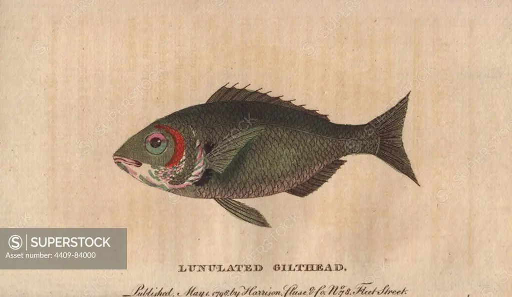 Lunulated gilthead or gilt-head (sea) bream . Sparus aurata. "In the system of Linnaeus, this fish, which is a species of the sparus, is denominated Sparus Lunula Aurea inter Oculos. They feed upon oysters and other shellfish.". Handcoloured copperplate engraving from "The Naturalist's Pocket Magazine; or, Complete Cabinet of the Curiosities and Beauties of Nature" (1798~1802) published by Harrison, London.