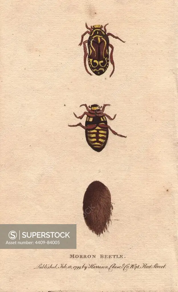 Morron beetle of New South Wales, Australia. Eupoecila australasiae. "The natives call this Beetle, the Morron, Mor-rhon, or Mor-rone; for it is not always easy to convey the exact sound of these rude languages, by any arrangement of letters or syllables... . Handcoloured copperplate engraving from "The Naturalist's Pocket Magazine; or, Complete Cabinet of the Curiosities and Beauties of Nature" (1798~1802) published by Harrison, London.