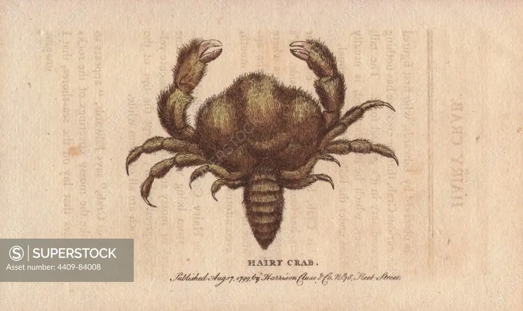 Hairy crab. Pilumnus hirtellus. "It is observed by Edwards who first figured this curious crab, that the creature has nothing extraordinary in its general form. The tail, however, which he has extended, is usually turned under the belly of the living animal.". Handcoloured copperplate engraving from "The Naturalist's Pocket Magazine; or, Complete Cabinet of the Curiosities and Beauties of Nature" (1798~1802) published by Harrison, London.