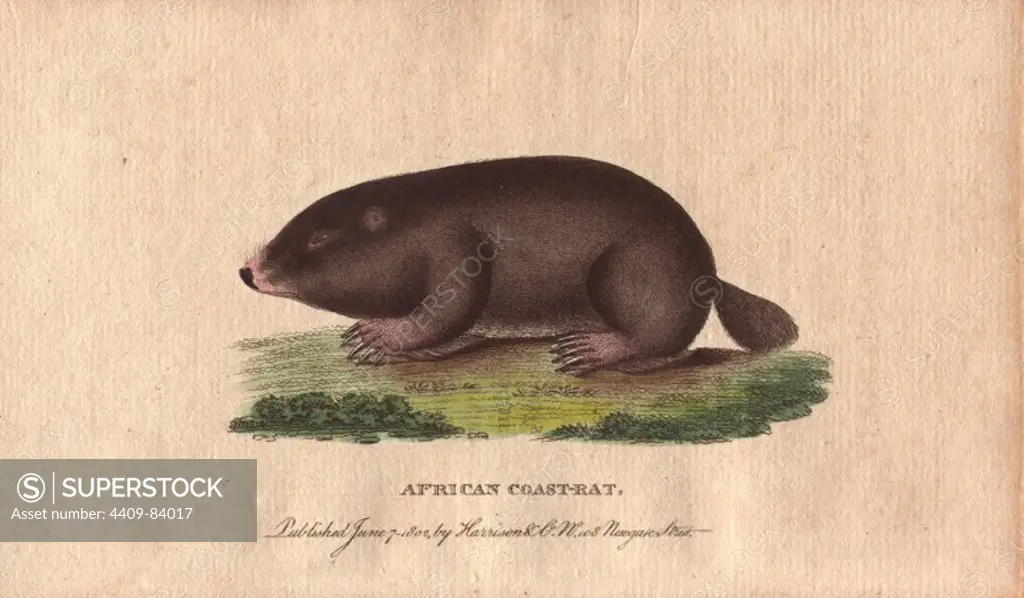 African coast rat, Cape mole rat, African mole rat or sand mole. Georychus capensis (Mus myotalpa maritima). "The flesh is by some travellers considered as good eating. Indeed there is scarcely anything eatable which some do not consider good and even delicious.". Handcoloured copperplate engraving from "The Naturalist's Pocket Magazine; or, Complete Cabinet of the Curiosities and Beauties of Nature" (1798~1802) published by Harrison, London.