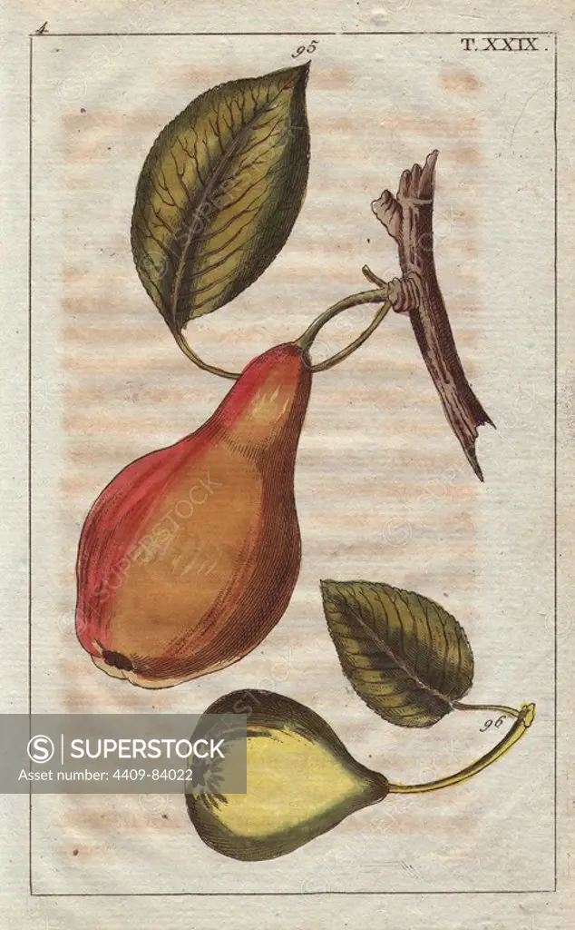 Pear varieties, Pyrus communis: Winterbirn 95 and Martin sec 96. Handcolored copperplate engraving of a botanical illustration from G. T. Wilhelm's "Unterhaltungen aus der Naturgeschichte" (Encyclopedia of Natural History), Vienna, 1816. Gottlieb Tobias Wilhelm (1758-1811) was a Bavarian clergyman and naturalist in Augsburg, where the first edition was published.