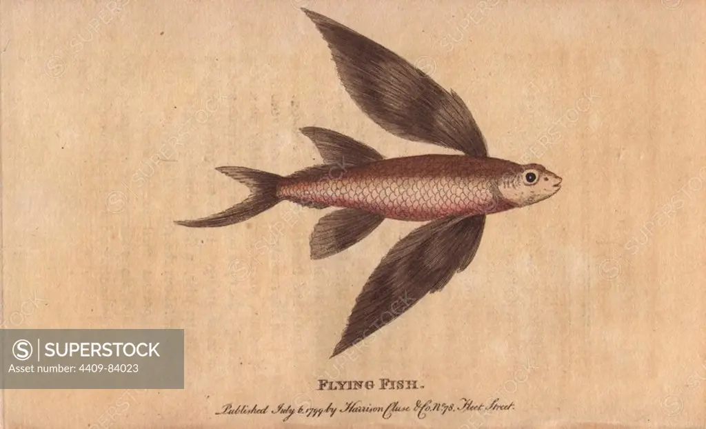 Flying fish. Exocoetus. Illustration by George Edwards. The little fish is hunted by dorado in the sea and by albatrosses in the air. "The flesh is said to be a palatable and nourishing food.". Handcoloured copperplate engraving from "The Naturalist's Pocket Magazine; or, Complete Cabinet of the Curiosities and Beauties of Nature" (1798~1802) published by Harrison, London.