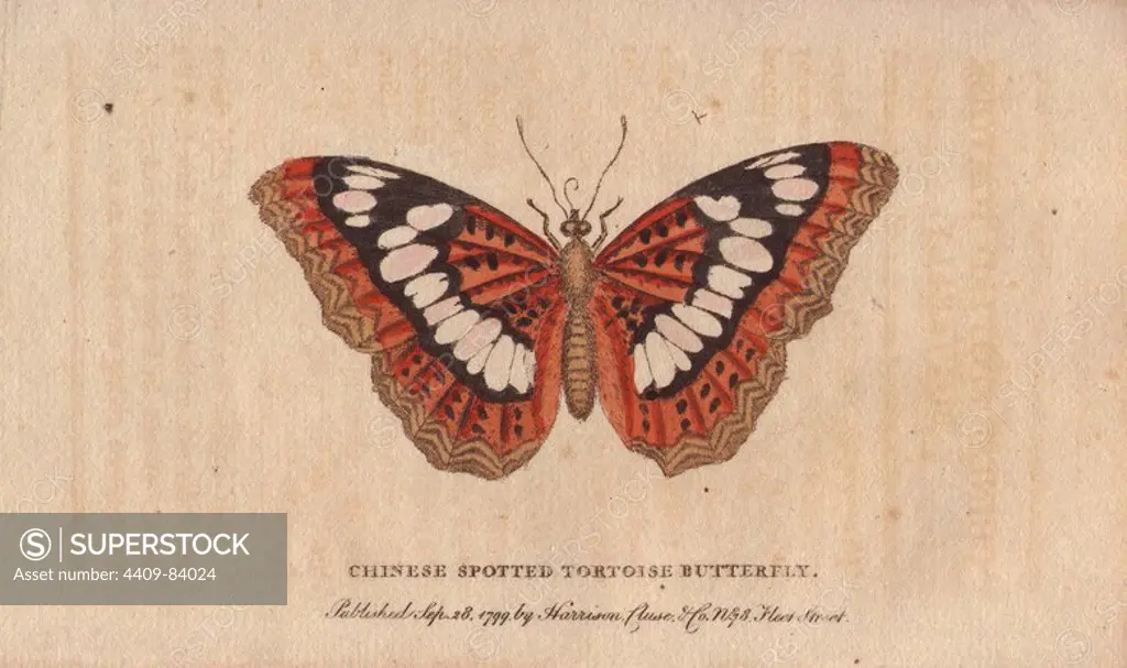 Chinese spotted tortoiseshell butterfly. Nymphalis/Aglais sp.. "It was drawn by George Edwards, and is exactly copied of its natural size. It is native of China.". Handcoloured copperplate engraving from "The Naturalist's Pocket Magazine; or, Complete Cabinet of the Curiosities and Beauties of Nature" (1798~1802) published by Harrison, London.