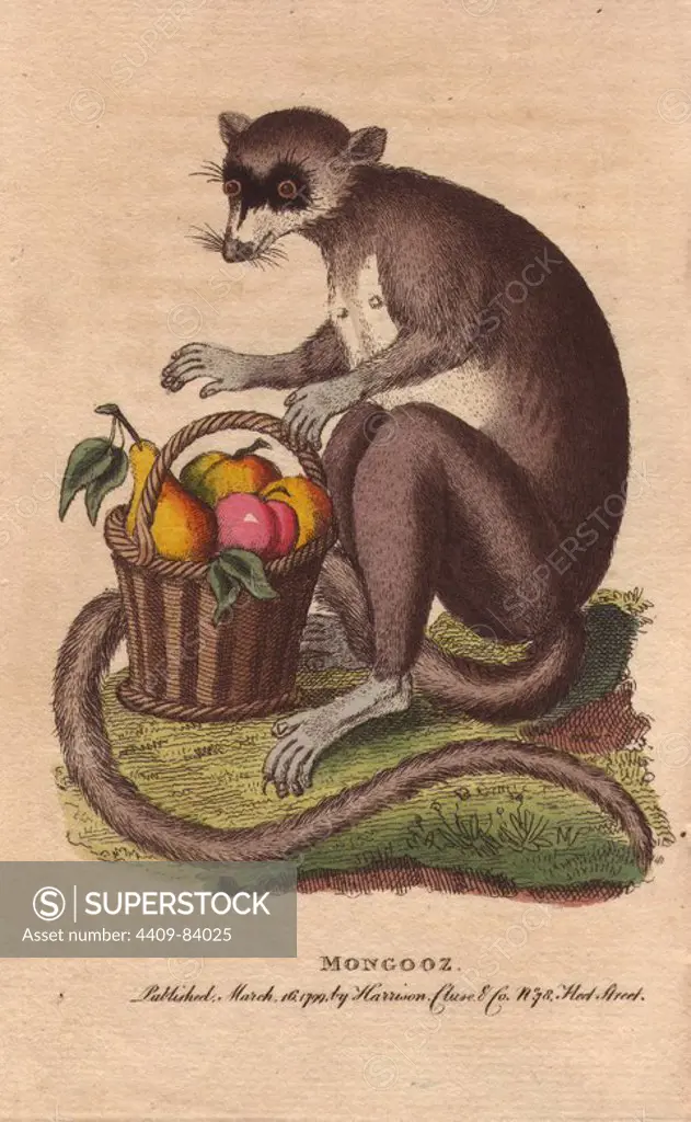 Mongooz or mongoose with a basket of ripe fruit.. Eulemur mongoz. Illustration by George Edwards. "This mongooz was drawn from life in 1752. The lady to whom she belonged informed Mr. Edwards that she fed on fruits, herbs, and almost any thing even living fishes. She had likewise an evident desire to catch the birds in her mistress's cages.". Handcoloured copperplate engraving from "The Naturalist's Pocket Magazine; or, Complete Cabinet of the Curiosities and Beauties of Nature" (1798~1802) published by Harrison, London.