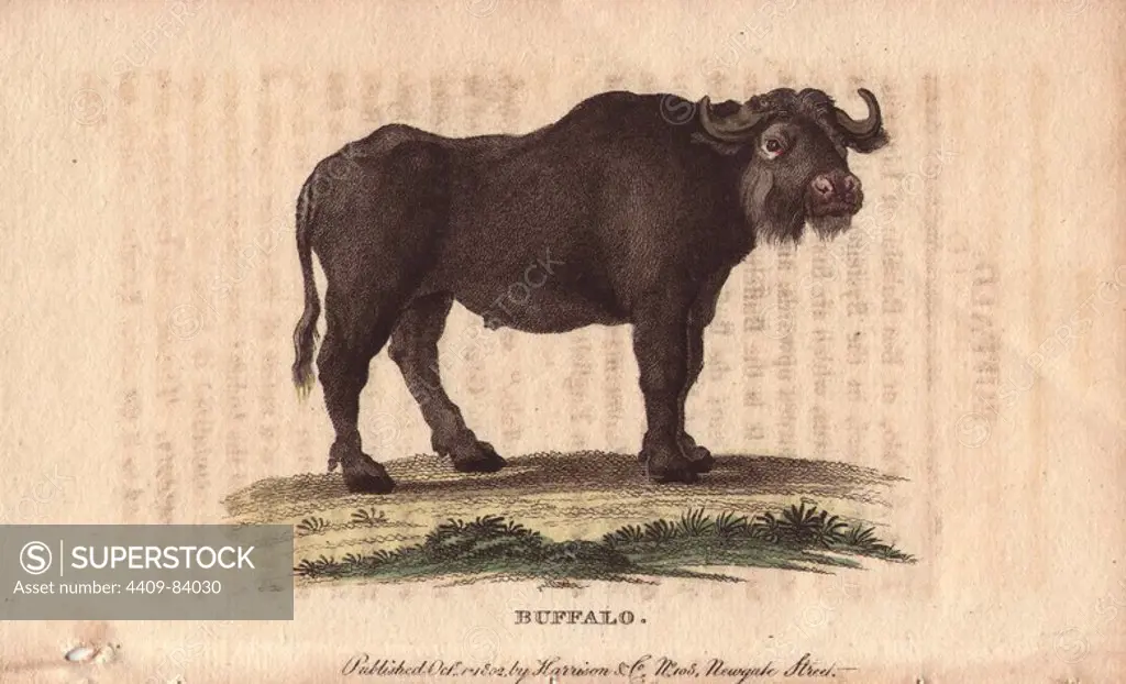 Buffalo. Bos bubalus. Handcoloured copperplate engraving from "The Naturalist's Pocket Magazine; or, Complete Cabinet of the Curiosities and Beauties of Nature" (1798~1802) published by Harrison, London.