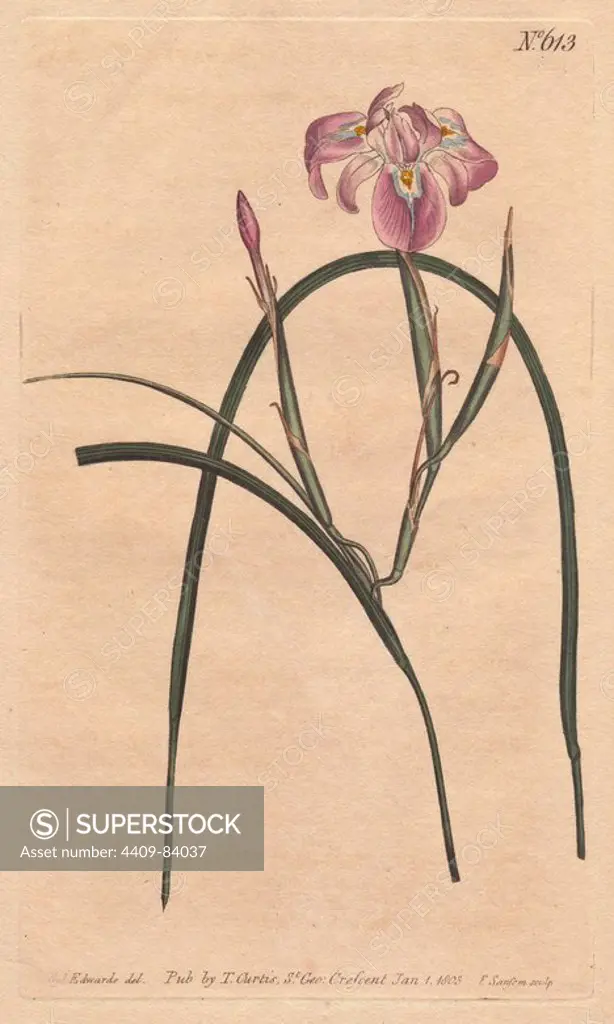 Long-leaved moraea with pale lilac and blue flowers from the Cape of Good Hope.. Moraea edulis. Handcolored copperplate engraving from a botanical illustration by Sydenham Edwards from William Curtis's "Botanical Magazine" 1803.