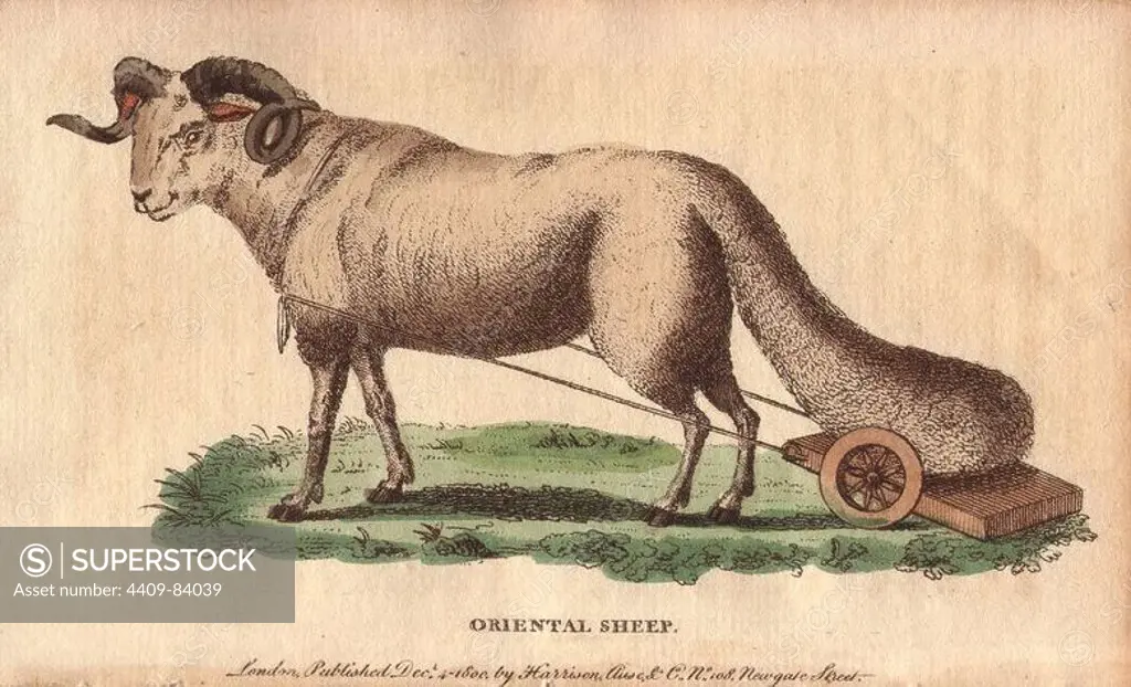 Oriental sheep or broad-tailed sheep with its large tail carried on a wheeled carriage.. Ovis orientalis laticaudata. Handcoloured copperplate engraving from "The Naturalist's Pocket Magazine; or, Complete Cabinet of the Curiosities and Beauties of Nature" (1798~1802) published by Harrison, London.