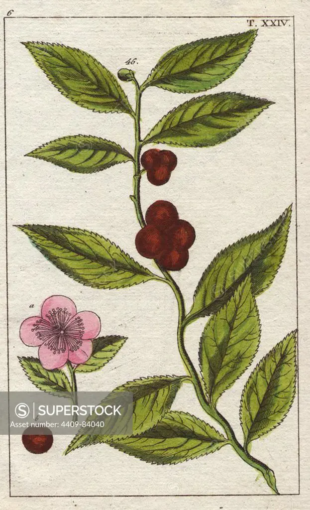 Tea plant with pink flowers, tea leaves and fruit.. Camellia sinensis (Thea bohea). Handcolored copperplate engraving from G. T. Wilhelm's "Unterhaltungen aus der Naturgeschichte" (Encyclopedia of Natural History) 1820. Gottlieb Tobias Wilhelm (1758-1811) was a Bavarian clergyman and naturalist in Augsburg, where the first edition was published.