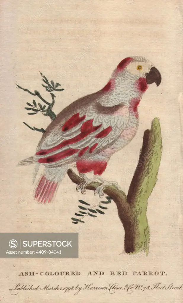 Ash-coloured and red parrot or African grey parrot. Psittacus erithacus. "Buffon observes that the Grey parrot, as the Cinereous Guinea Parrot is commonly denominated in England, has been often observed after moulting to become marbled with white and rose colour.". Illustration copied from Edwards. Handcoloured copperplate engraving from "The Naturalist's Pocket Magazine; or, Complete Cabinet of the Curiosities and Beauties of Nature" (1798~1802) published by Harrison, London.