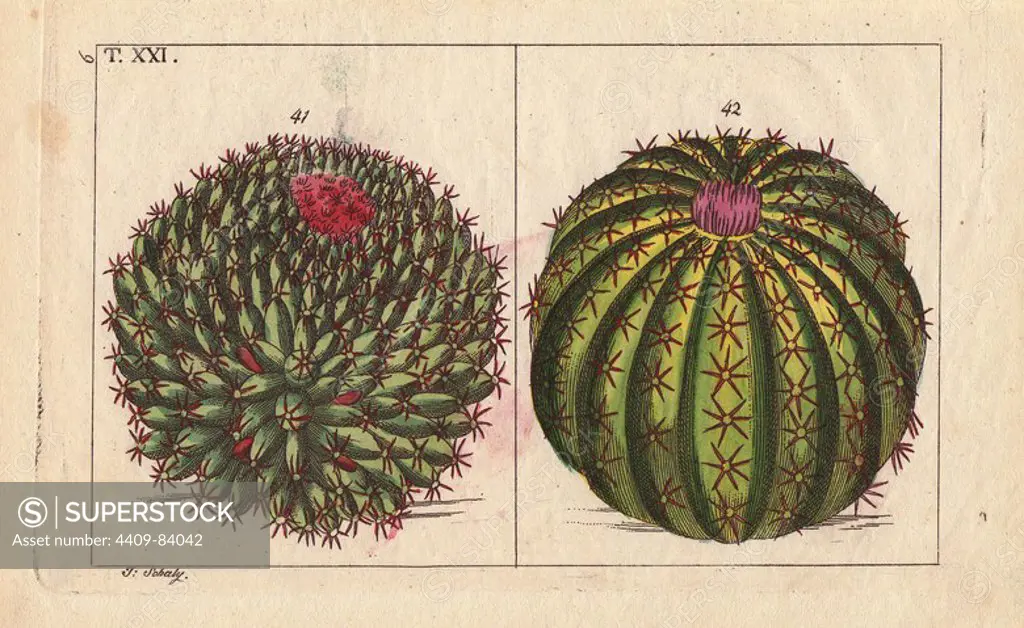 Round cacti with scarlet and purple flowers, Cactus mammillaris, Cactus melocactus. Handcolored copperplate engraving of a botanical illustration by J. Schaly from G. T. Wilhelm's "Unterhaltungen aus der Naturgeschichte" (Encyclopedia of Natural History), Vienna, 1817. Gottlieb Tobias Wilhelm (1758-1811) was a Bavarian clergyman and naturalist in Augsburg, where the first edition was published.