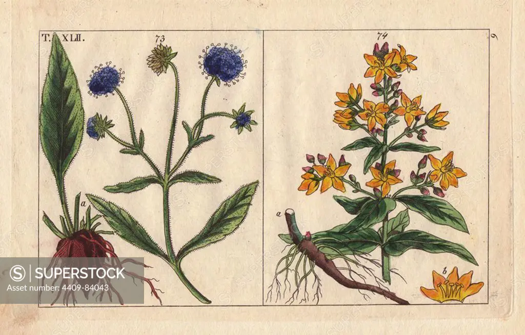 Garden loosestrife, Lysimachia vulgaris, and Devils bit, Scabiosa succisa, Succisa pratensis. Handcolored copperplate engraving of a botanical illustration from G. T. Wilhelm's "Unterhaltungen aus der Naturgeschichte" (Encyclopedia of Natural History), Vienna, 1816. Gottlieb Tobias Wilhelm (1758-1811) was a Bavarian clergyman and naturalist in Augsburg, where the first edition was published.