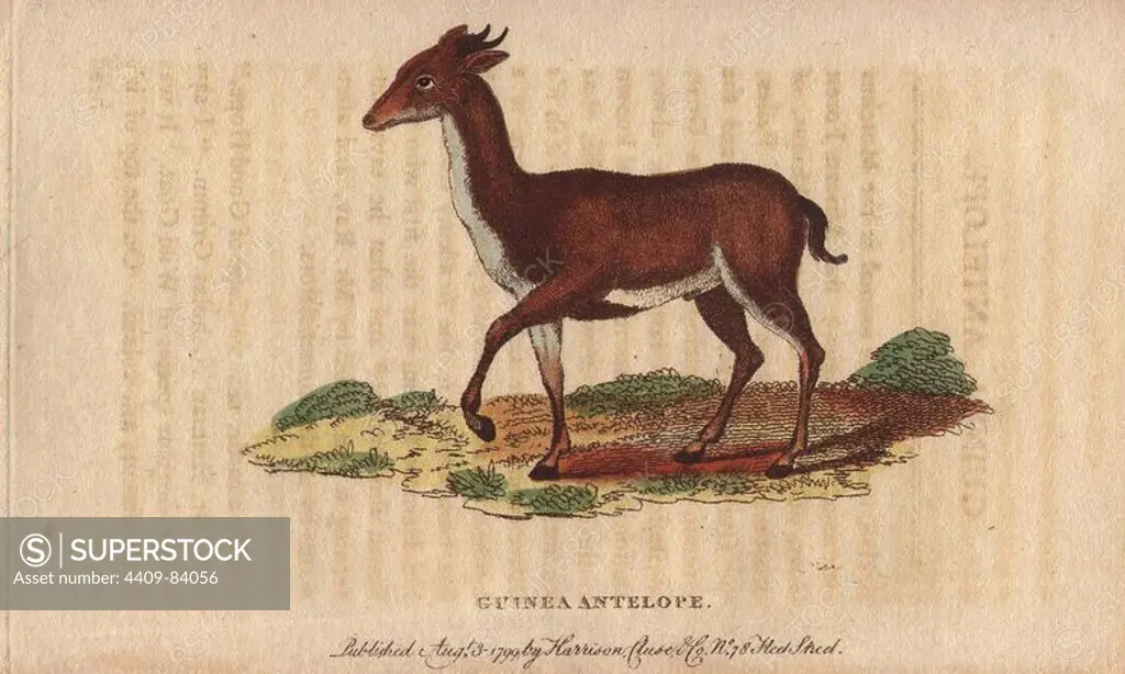 Guinea antelope, Grimm or common Duiker. Sylvicapra grimmia (Antilope grimmia, Moschus grimmia). Handcoloured copperplate engraving from "The Naturalist's Pocket Magazine; or, Complete Cabinet of the Curiosities and Beauties of Nature" (1798~1802) published by Harrison, London.