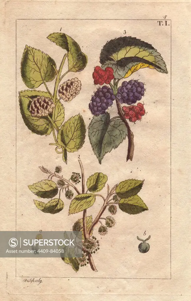 White and black mulberry and flowers, Morus alba, Morus nigra. Handcolored copperplate engraving of a botanical illustration by J. Schaly from G. T. Wilhelm's "Unterhaltungen aus der Naturgeschichte" (Encyclopedia of Natural History), Vienna, 1816. Gottlieb Tobias Wilhelm (1758-1811) was a Bavarian clergyman and naturalist in Augsburg, where the first edition was published.