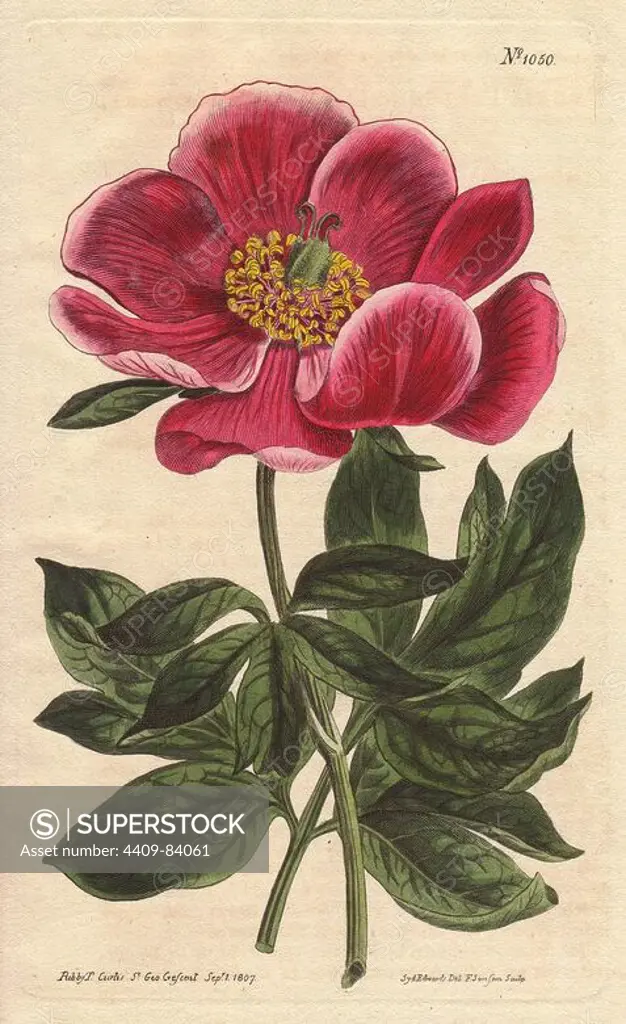 Crimson-flowered peony, a native of the Levant.. Paeonia monticola (Paeonia peregrina). Handcolored copperplate engraving from a botanical illustration by Sydenham Edwards from William Curtis's "Botanical Magazine" 1790-1800.