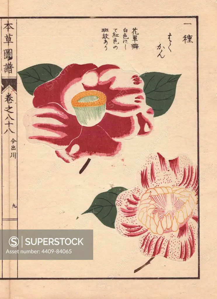 Scarlet and white camellias "Imadegawa" and "Hakukan". Thea japonica Nois flore semipleno forma. Color-printed woodblock engraving by Iwasaki from "Honzo Zufu" (An Illustrated Guide to Medicinal Plants) (1884).. Kan'en Tsunemasa Iwasaki (1786-1842) was a Japanese botanist, entomologist and zoologist. He was one of the first Japanese botanists to incorporate western knowledge into his studies - since the 8th century, Japanese botany had been based on Chinese herbals. Iwasaki's Honzo Zufu adopts the plant classification of Li Shi-zhen's Pents'ao kang mu published in China in 1596, but also shows the influence of western illustrated herbals such as Weinmann's Phytanthoza Iconographia (1737-1745). Iwasaki's work is one of the two most important treatises on systematic botany of the Tokugawa period (1603-1867).