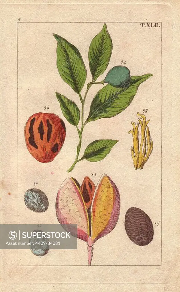 Nutmeg and mace tree, Myristica fragrans. Handcolored copperplate engraving of a botanical illustration by J. Schaly from G. T. Wilhelm's "Unterhaltungen aus der Naturgeschichte" (Encyclopedia of Natural History), Vienna, 1816. Gottlieb Tobias Wilhelm (1758-1811) was a Bavarian clergyman and naturalist in Augsburg, where the first edition was published.