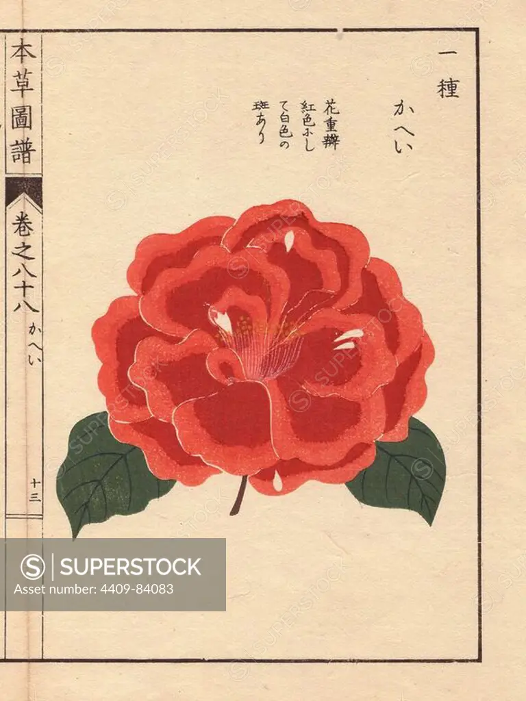 Scarlet camellia "Kahei". Thea japonica Nois. flore semipleno forma. Colour-printed woodblock engraving by Kan'en Iwasaki from "Honzo Zufu," an Illustrated Guide to Medicinal Plants, 1884. Iwasaki (1786-1842) was a Japanese botanist, entomologist and zoologist. He was one of the first Japanese botanists to incorporate western knowledge into his studies.