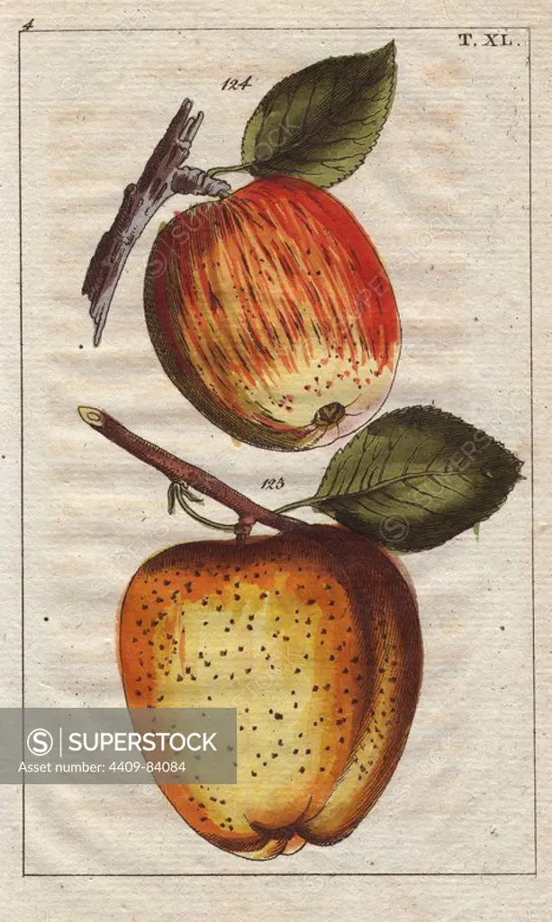 Apple varieties, Malus domestica: winter apple Winterfussapfel and English King's apple englische Konigsapfel. Handcolored copperplate engraving of a botanical illustration from G. T. Wilhelm's "Unterhaltungen aus der Naturgeschichte" (Encyclopedia of Natural History), Vienna, 1816. Gottlieb Tobias Wilhelm (1758-1811) was a Bavarian clergyman and naturalist in Augsburg, where the first edition was published.