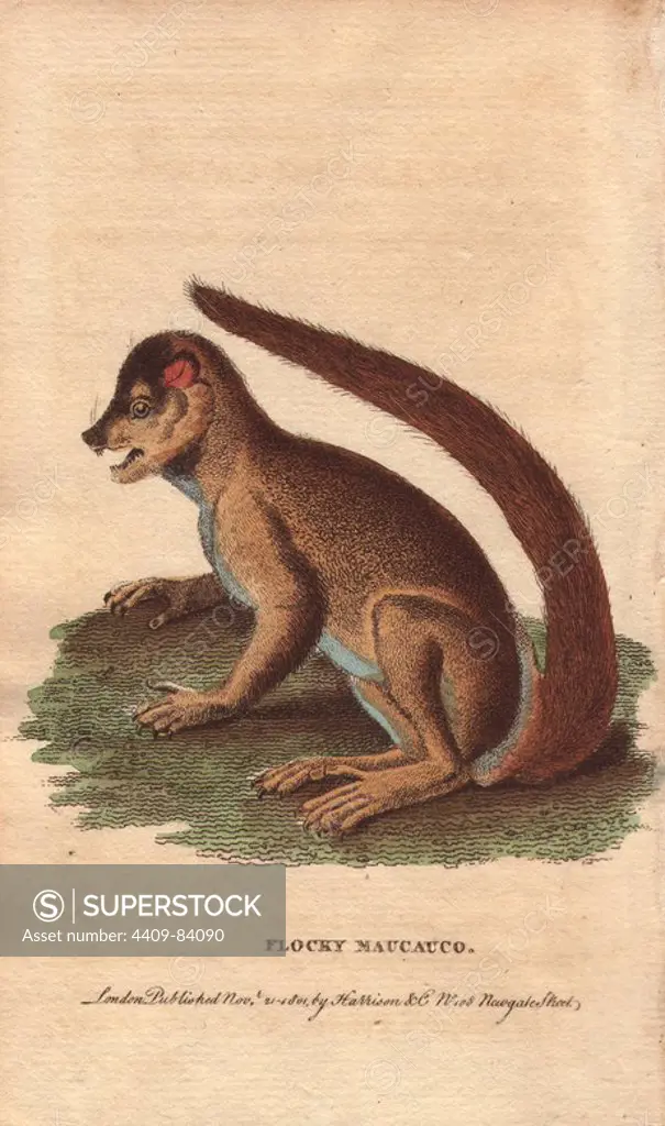 Flocky maucauco or macauco, woolly lemur or indri. Lemur laniger . Illustration copied from Sonnerat. A type of lemur found only in Madagascar.. Handcoloured copperplate engraving from "The Naturalist's Pocket Magazine; or, Complete Cabinet of the Curiosities and Beauties of Nature" (1798~1802) published by Harrison, London.