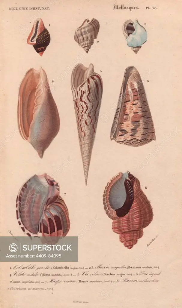 Tropical shells including Colombella, Buccinum, Voluta, Terebra, Conus imperialis and Harpa.. Colombelle grande : Colombella major. Buccin casquillon : Buccinum arcularia. Volute ondule : Voluta undulata. Vis zebree : Terebra strigata. Cone imperial : Conus imperialis. Harpe ventrue : Harpa ventricosa. Buccin melanostome : Buccinum melanostoma. Handcolored engraving by Pretre from Charles d'Orbigny's "Dictionnaire Universel d'Histoire Naturelle" (Universal Dictionary of Natural History) 1849. Charles d'Orbigny (1806~76) was a French naturalist. His father Charles Marie was a doctor in the French army and his elder brother Alcide was a famous naturalist and paleontologist. Charles started his studies at La Rochelle then left to study medicine in Paris. In 1834, he won an appointment in the geology department at the National Museum of Natural History. From 1837 to 1864 he headed the department of natural history, until ill health forced him to quit. He died in Paris on Feb. 14, 1876.