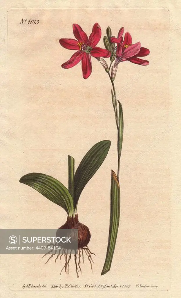 Rose-coloured ixia, a beautiful pink flower of the lily family from South Africa, shown with bulb and leaves at left.. Ixia latifolia (Ixia capillaris). Handcolored copperplate engraving from a botanical illustration by Sydenham Edwards from William Curtis's "Botanical Magazine" 1790-1800.