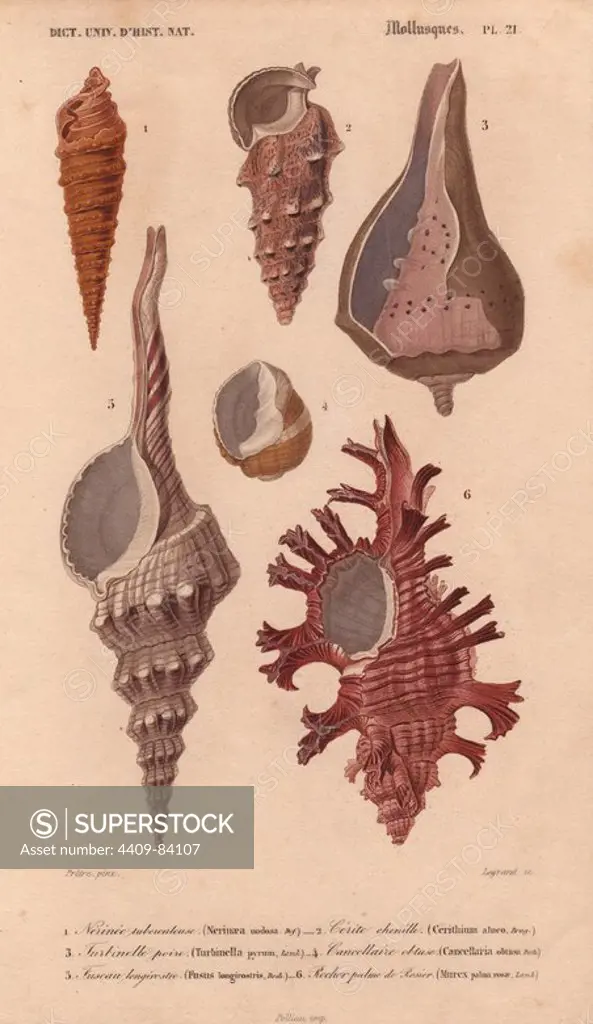 Colorful Murex, Nerinaea, Cerithium, Turbinella, Cancellaria and Fusus shells. Nerinee tuberculeuse : Nerinaea nodosa. Cerite chenille : Cerithium aluco. Turbinelle poire : Turbinella pyrum. Cancellaire obtuse : Cancellaria obtusa. Fuseau longirostre : Fusus longirostris. Rocher palme de Rosier : Murex palma rosae. Handcolored engraving from Charles d'Orbigny's "Dictionnaire Universel d'Histoire Naturelle" (Universal Dictionary of Natural History) 1849. Charles d'Orbigny (1806~76) was a French naturalist. His father Charles Marie was a doctor in the French army and his elder brother Alcide was a famous naturalist and paleontologist. Charles started his studies at La Rochelle then left to study medicine in Paris. In 1834, he won an appointment in the geology department at the National Museum of Natural History. From 1837 to 1864 he headed the department of natural history, until ill health forced him to quit. He died in Paris on Feb. 14, 1876.