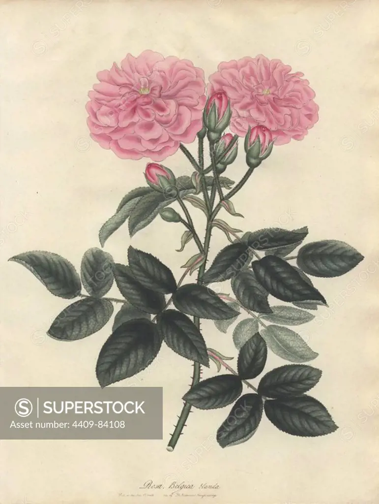 Belgian rose, Rosa Belgica blanda. Handcoloured copperplate botanical drawn, engraved and coloured by Henry Charles Andrews for his own "Roses, a monograph on the genus Rosa," London, 1805. Andrews was an English botanist, artist and engraver who published the "Botanist's Repository" from 1797 to 1812 and separate volumes on roses, geraniums and heaths.