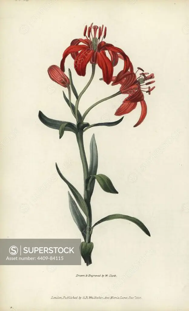 Morning star lily, Lilium concolor. Handcoloured botanical illustration drawn and engraved by William Clark from Richard Morris's "Flora Conspicua" London, Longman, Rees, 1826. William Clark was former draughtsman to the London Horticultural Society and illustrated many botanical books in the 1820s and 1830s.