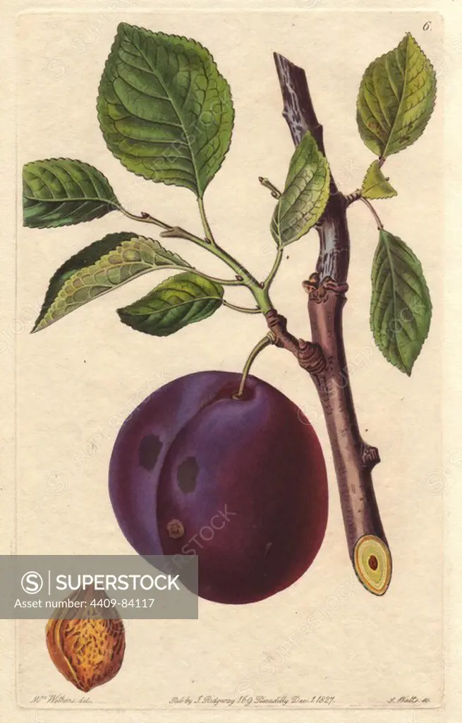 Mimms plum, Prunus domestica, raised by William Morgan, gardener at North Mimms Place. Handcoloured copperplate engraving by S. Watts from a botanical illustration by Augusta Withers from John Lindley's "Pomological Magazine," James Ridgway, London, 1828. The magazine was published in three volumes from 1828 to 1830 and discontinued at plate 152 because of a dispute between the editors. Lindley (1795-1865) was an English botanist and gardener who published books on roses, orchids, and fruit. Mrs. Withers (1793-1877) was an eminent Victorian botanical artist and Flower Painter in Ordinary to Queen Adelaide.