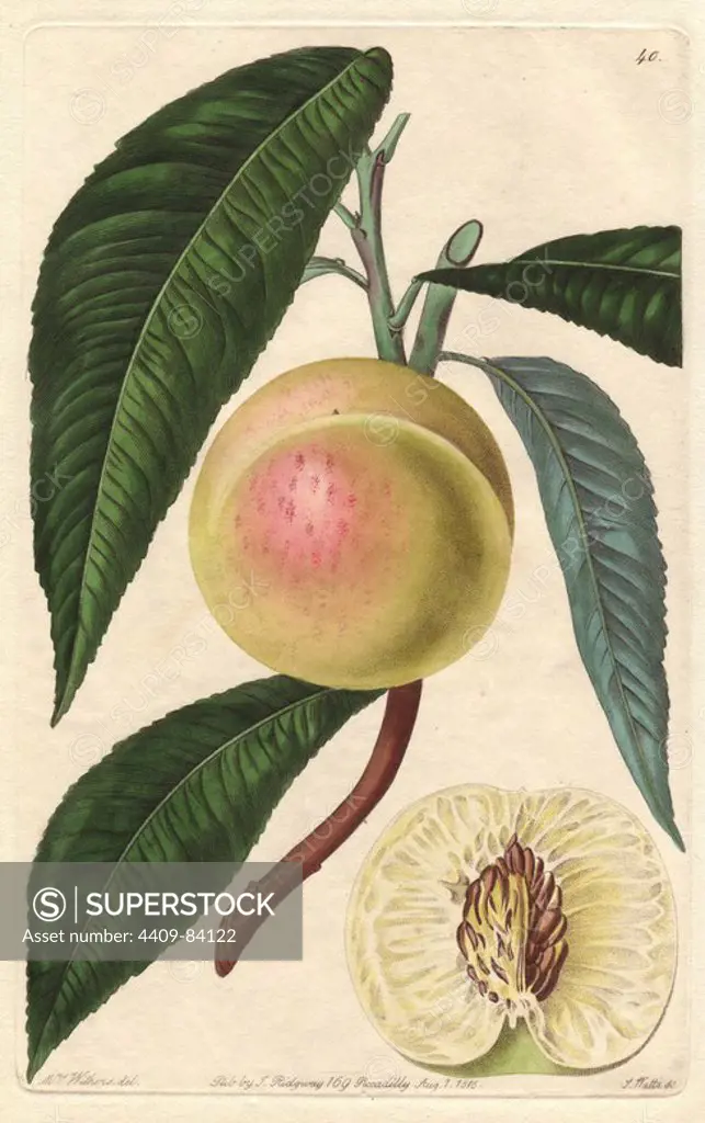 White nectarine, Prunus persica var. nectarina. Handcoloured copperplate engraving by S. Watts from a botanical illustration by Augusta Withers from John Lindley's "Pomological Magazine," James Ridgway, London, 1828. The magazine was published in three volumes from 1828 to 1830 and discontinued at plate 152 because of a dispute between the editors. Lindley (1795-1865) was an English botanist and gardener who published books on roses, orchids, and fruit. Mrs. Withers (1793-1877) was an eminent Victorian botanical artist and Flower Painter in Ordinary to Queen Adelaide.