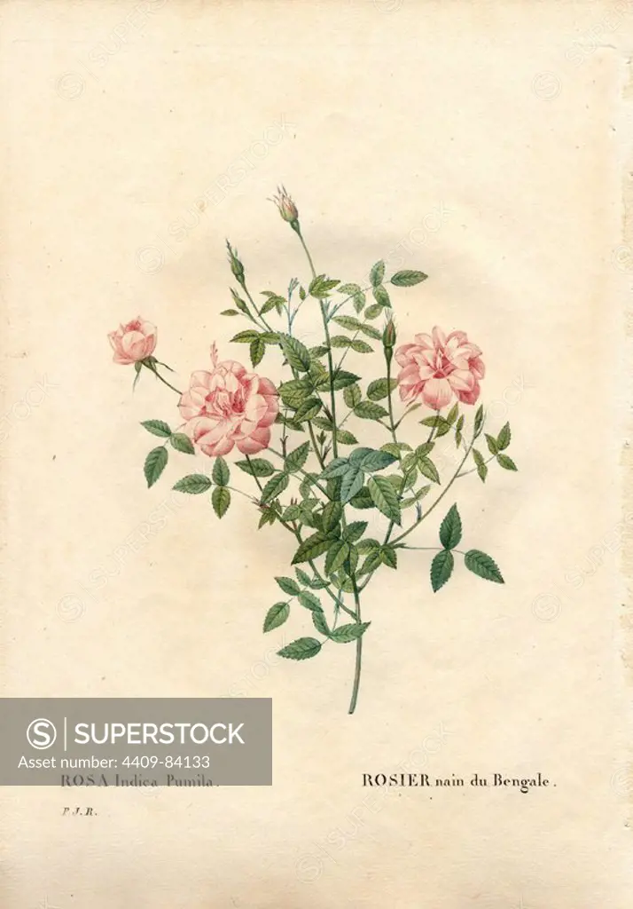 Rouletii rose, Rosa chinensis var. minima Rouletii, Rosier nain du Bengale. Handcoloured stipple copperplate engraving from Pierre Joseph Redoute's "Les Roses," Paris, 1828. Redoute was botanical artist to Marie Antoinette and Empress Josephine. He painted over 170 watercolours of roses from the gardens of Malmaison.