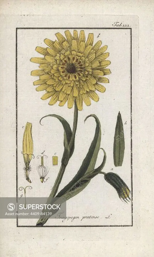 Meadow salsify, Tragopogon pratensis. Handcoloured copperplate botanical engraving from Johannes Zorn's "Afbeelding der Artseny-Gewassen," Jan Christiaan Sepp, Amsterdam, 1796. Zorn first published his illustrated medical botany in Nurnberg in 1780 with 500 plates, and a Dutch edition followed in 1796 published by J.C. Sepp with an additional 100 plates. Zorn (1739-1799) was a German pharmacist and botanist who collected medical plants from all over Europe for his "Icones plantarum medicinalium" for apothecaries and doctors.