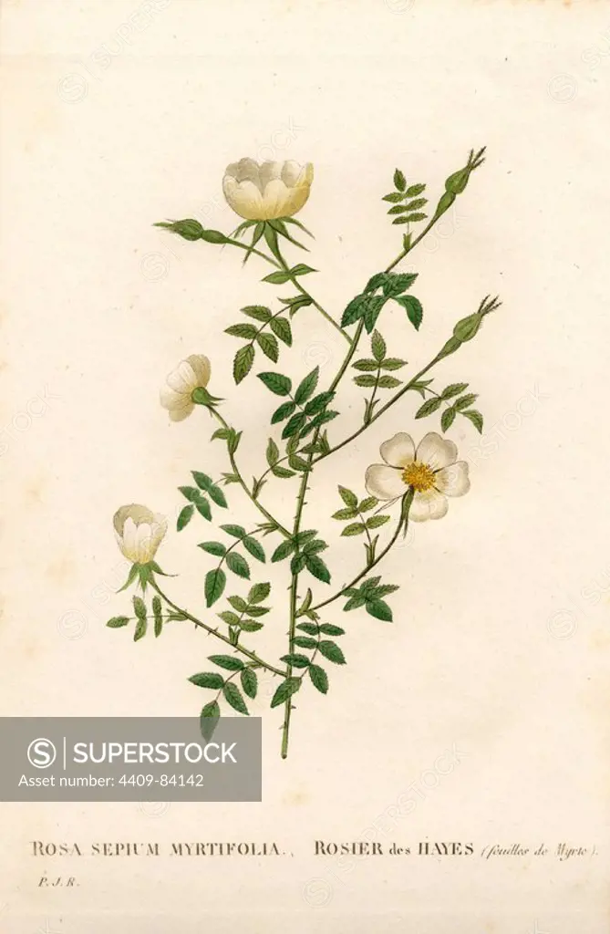 Myrtle-leaved hedge rose, Rosa agrestis variety, Rosier des Hayes à feuilles de Myrte. Handcoloured stipple copperplate engraving from Pierre Joseph Redoute's "Les Roses," Paris, 1828. Redoute was botanical artist to Marie Antoinette and Empress Josephine. He painted over 170 watercolours of roses from the gardens of Malmaison.