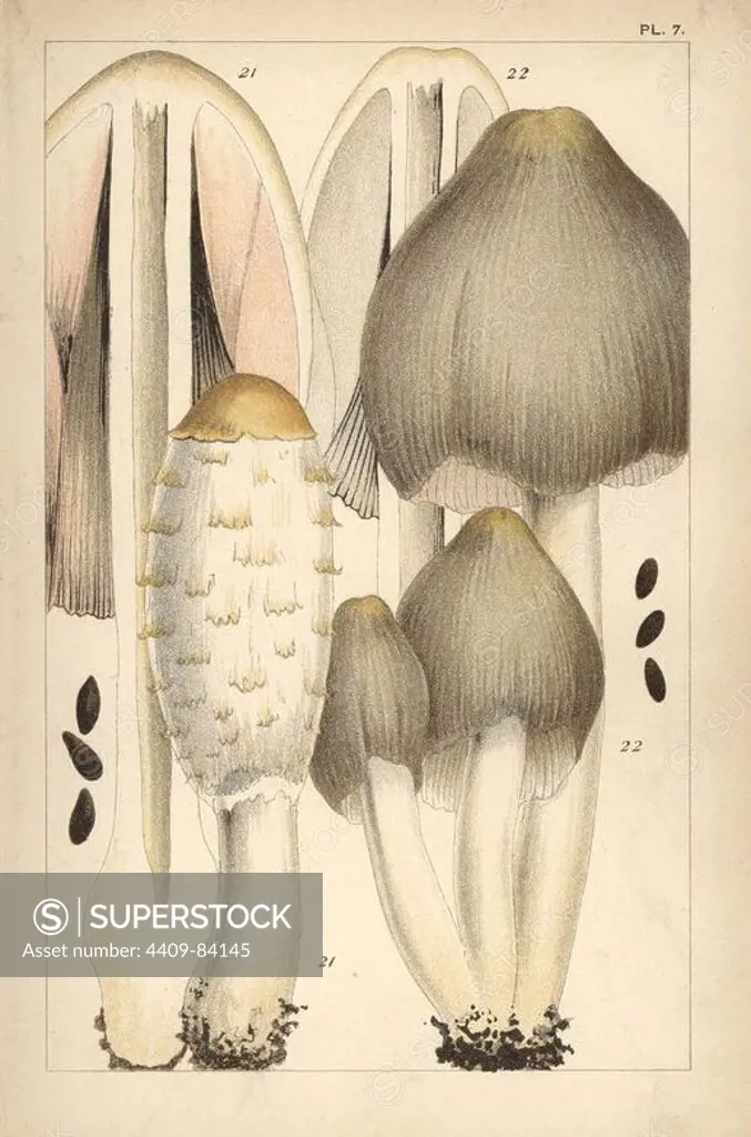 Shaggy ink cap, Coprinus comatus 21 and common ink cap mushroom, C. atramentarius 22. Chromolithograph after an illustration by M. C. Cooke from his own "British Edible Fungi, how to distinguish and how to cook them," London, Kegan Paul, 1891. Mordecai Cubitt Cooke (1825-1914) was a British botanist, mycologist and artist. He was curator a the India Musuem from 1860 to 1879, when he transferred along with the botanical collection to the Royal Botanic Gardens, Kew.