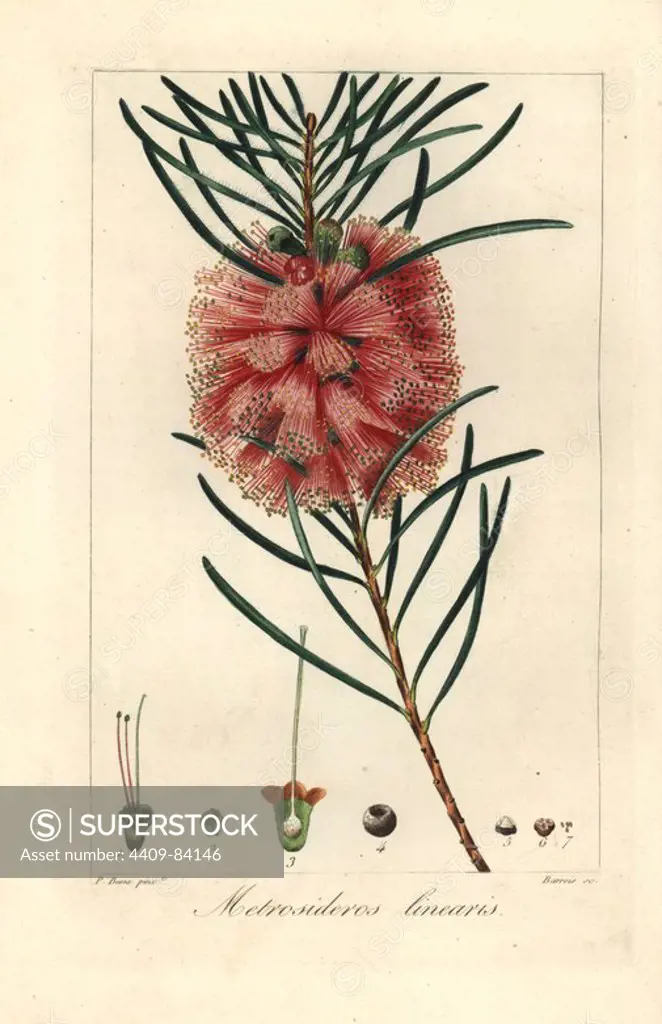 Narrowleaf bottle brush, Callistemon linearis, native to Australia. Handcoloured stipple engraving on copper by Barrois from a botanical illustration by Pancrace Bessa from Mordant de Launay's "Herbier General de l'Amateur," Audot, Paris, 1820. The Herbier was published from 1810 to 1827 and edited by Mordant de Launay and Loiseleur-Deslongchamps. Bessa (1772-1830s), along with Redoute and Turpin, is considered one of the greatest French botanical artists of the 19th century.