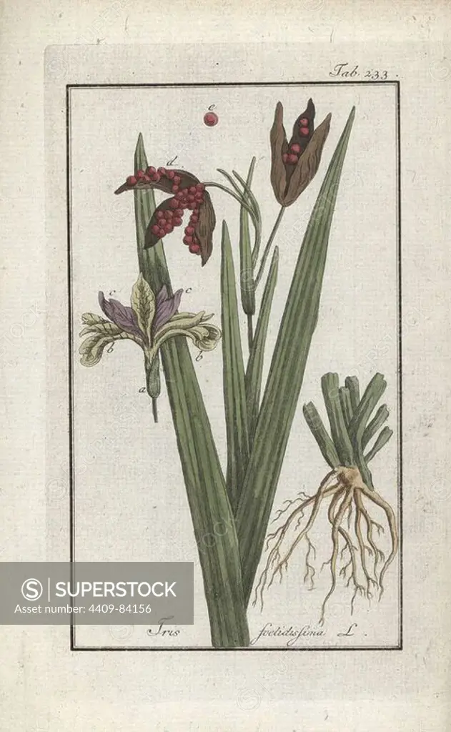 Stinking iris, Iris foetidissima. Handcoloured copperplate botanical engraving from Johannes Zorn's "Afbeelding der Artseny-Gewassen," Jan Christiaan Sepp, Amsterdam, 1796. Zorn first published his illustrated medical botany in Nurnberg in 1780 with 500 plates, and a Dutch edition followed in 1796 published by J.C. Sepp with an additional 100 plates. Zorn (1739-1799) was a German pharmacist and botanist who collected medical plants from all over Europe for his "Icones plantarum medicinalium" for apothecaries and doctors.
