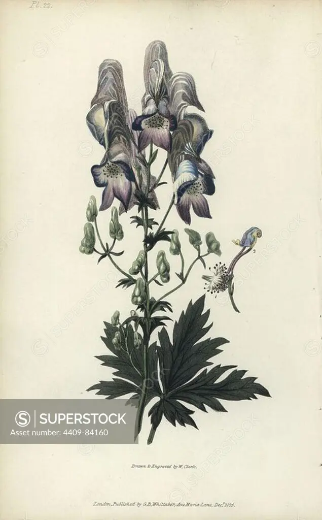 Wolf's bane, Aconitum variegatum. Handcoloured botanical illustration drawn and engraved by William Clark from Richard Morris's "Flora Conspicua" London, Longman, Rees, 1826. William Clark was former draughtsman to the London Horticultural Society and illustrated many botanical books in the 1820s and 1830s.