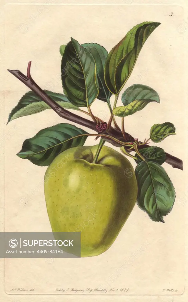Sugar-loaf pippin apple, Malus domestica, cultivated in Russia under the name Dolgoi Squoznoi. Handcoloured copperplate engraving by S. Watts from a botanical illustration by Augusta Withers from John Lindley's "Pomological Magazine," James Ridgway, London, 1828. The magazine was published in three volumes from 1828 to 1830 and discontinued at plate 152 because of a dispute between the editors. Lindley (1795-1865) was an English botanist and gardener who published books on roses, orchids, and fruit. Mrs. Withers (1793-1877) was an eminent Victorian botanical artist and Flower Painter in Ordinary to Queen Adelaide.