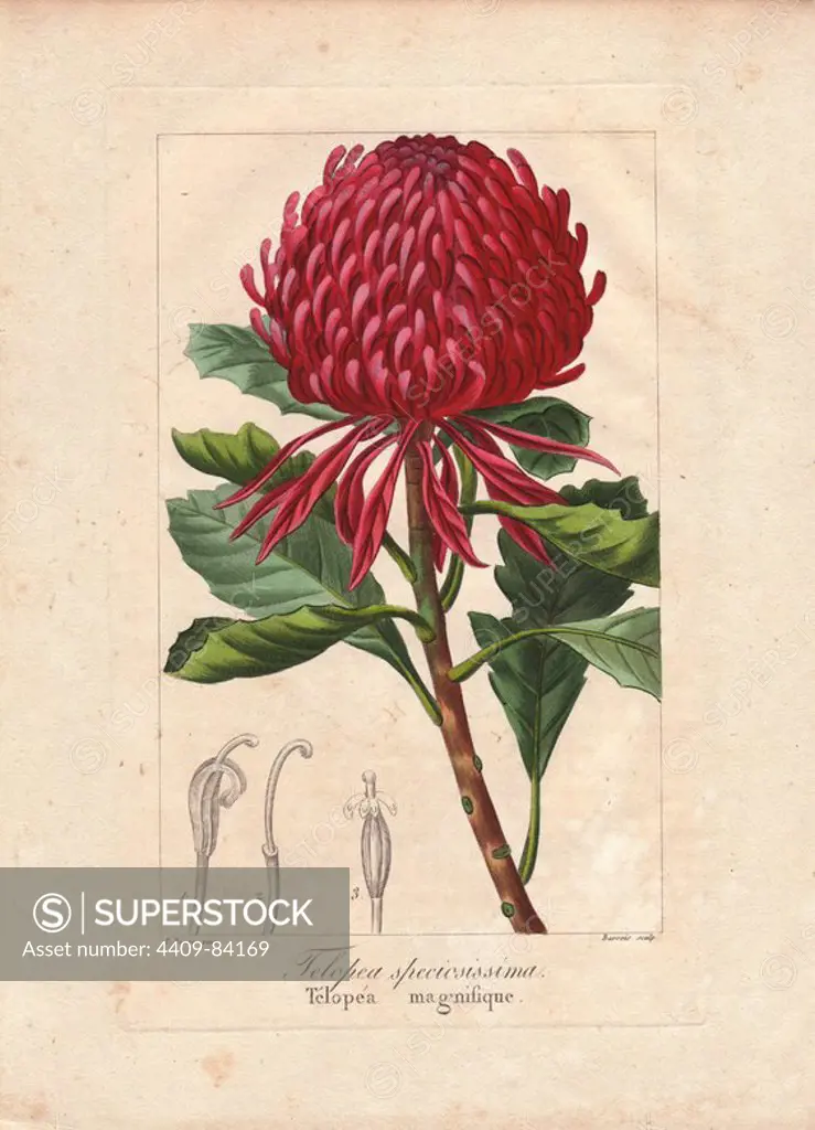 New South Wales waratah, Telopea speciosissima, native to Australia. Handcoloured stipple engraving on copper by Barrois from a botanical illustration by Pancrace Bessa from Mordant de Launay's "Herbier General de l'Amateur," Audot, Paris, 1820. The Herbier was published from 1810 to 1827 and edited by Mordant de Launay and Loiseleur-Deslongchamps. Bessa (1772-1830s), along with Redoute and Turpin, is considered one of the greatest French botanical artists of the 19th century.