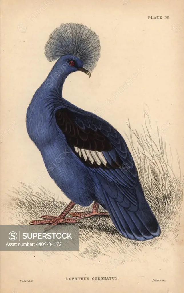 Western crowned pigeon, Goura cristata, vulnerable, native to New Guinea. Handcoloured steel engraving by William Lizars after an illustration by Edward Lear from Prideaux John Selby's volume "Pigeons" in Sir William Jardine's "Naturalist's Library: Ornithology," published by W.H. Lizars, Edinburgh, 1835. Artist Edward Lear (1812-1888), today most famous for his literary nonsense and limericks, was a skilled ornithological artist who published "Illustrations of the Family of Psittacidae or Parrots" in 1832.
