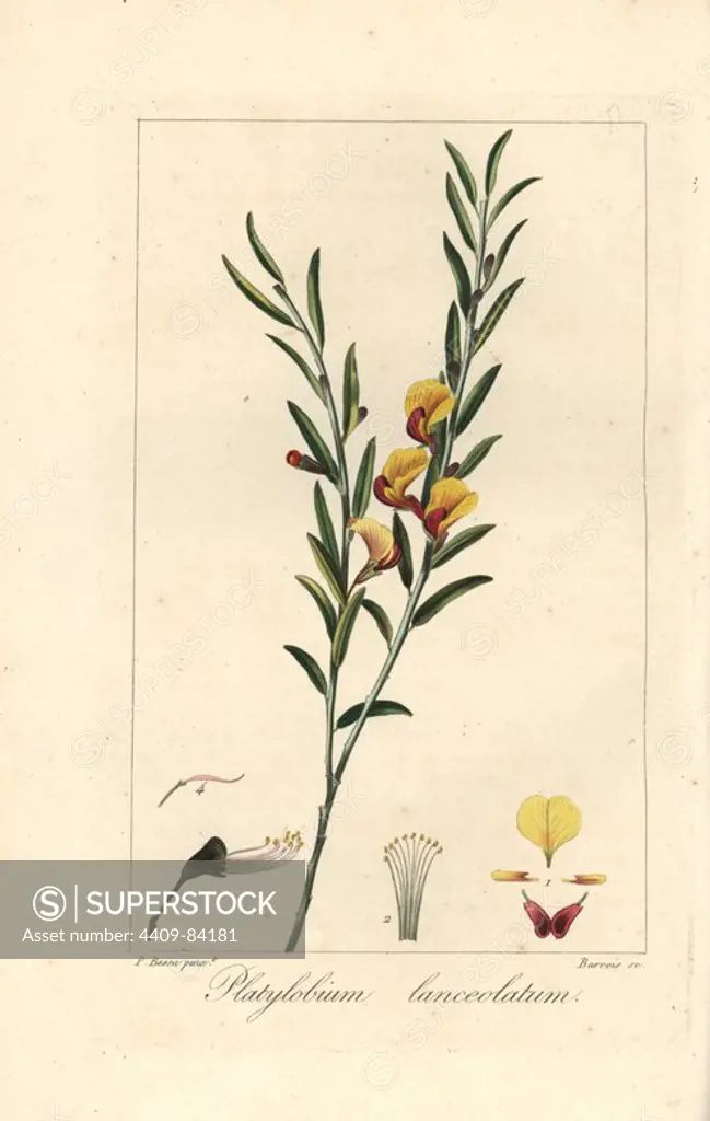 Platylobium lanceolatum, native to Australia. Handcoloured stipple engraving on copper by Barrois from a botanical illustration by Pancrace Bessa from Mordant de Launay's "Herbier General de l'Amateur," Audot, Paris, 1820. The Herbier was published from 1810 to 1827 and edited by Mordant de Launay and Loiseleur-Deslongchamps. Bessa (1772-1830s), along with Redoute and Turpin, is considered one of the greatest French botanical artists of the 19th century.