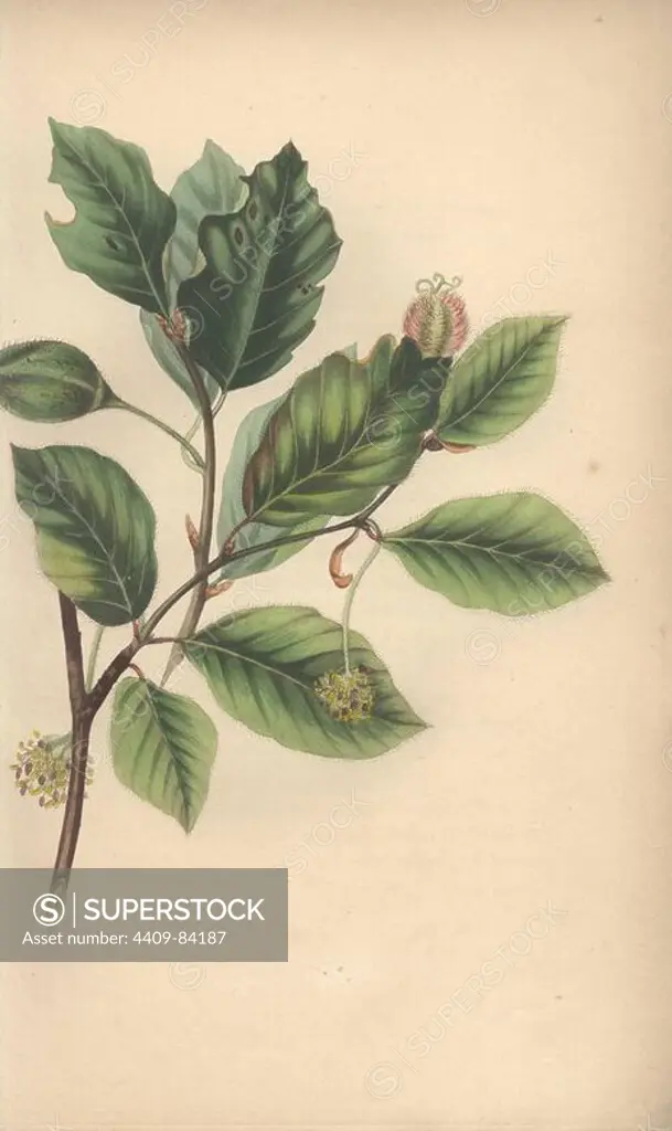 Beech tree, Fagus sylvatica. Handcoloured botanical illustration drawn from nature by Mrs. Rebecca Hey from her own "Spirit of the Woods," London, Longman, Rees, 1837. Rebecca Hey was a Victorian writer, poet and artist who wrote "Moral of Flowers" 1833 and "Recollections of the Lakes" 1841. The plates were probably engraved by William Clark, former draughtsman to the London Horticultural Society, and engraver on Hey's previous book.