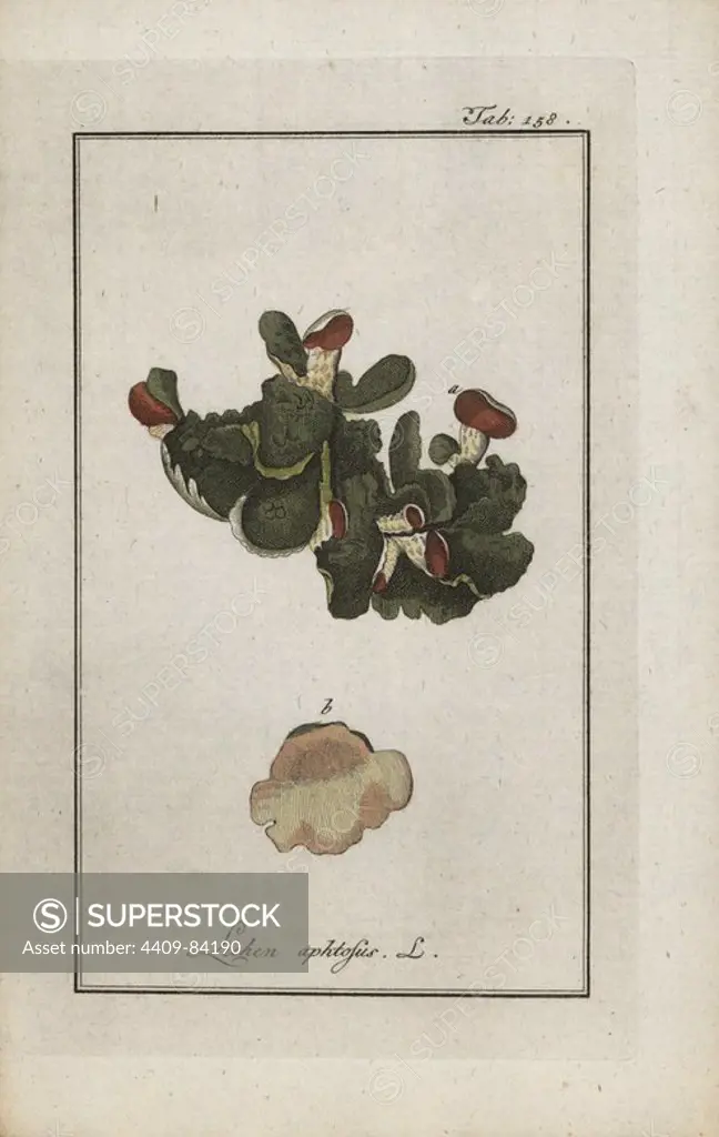 Thrush lichen, Lichen aphtosus. Handcoloured copperplate botanical engraving from Johannes Zorn's "Afbeelding der Artseny-Gewassen," Jan Christiaan Sepp, Amsterdam, 1796. Zorn first published his illustrated medical botany in Nurnberg in 1780 with 500 plates, and a Dutch edition followed in 1796 published by J.C. Sepp with an additional 100 plates. Zorn (1739-1799) was a German pharmacist and botanist who collected medical plants from all over Europe for his "Icones plantarum medicinalium" for apothecaries and doctors.