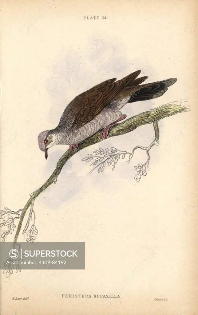 Gray-fronted dove, Leptotila rufaxilla, native to South America. Handcoloured steel engraving by William Lizars after an illustration by Edward Lear from Prideaux John Selby's volume "Pigeons" in Sir William Jardine's "Naturalist's Library: Ornithology," published by W.H. Lizars, Edinburgh, 1835. Artist Edward Lear (1812-1888), today most famous for his literary nonsense and limericks, was a skilled ornithological artist who published "Illustrations of the Family of Psittacidae or Parrots" in 1832.