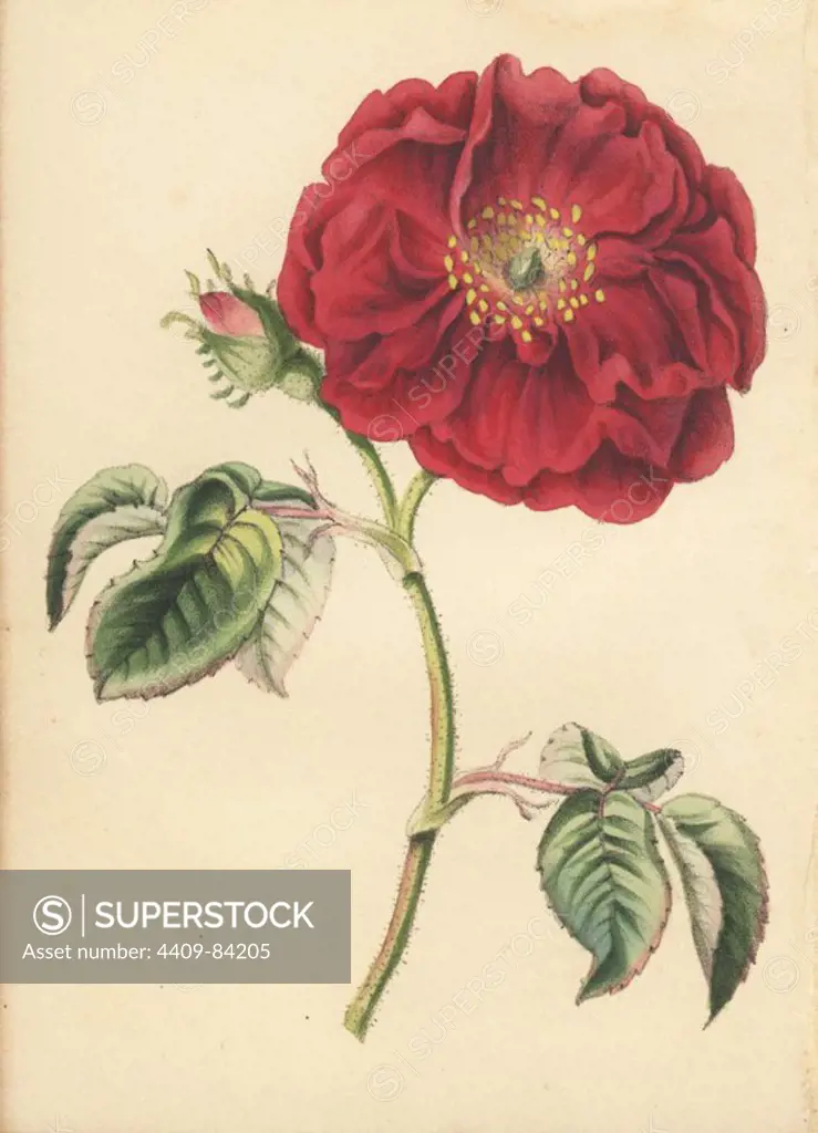 Damask rose, Rosa damascena, from Robert Tyas' "Queen of Flowers, or Memoirs of the Rose," London, 1840. Unsigned handcoloured lithograph, but probably by James Andrews. Little is known about the artist James Andrews (1801~1876) apart from his work. This gifted artist taught flower-painting to young ladies and published a treatise "Lessons in Flower Painting" in 1835. Blunt calls him "an illustrator of sentimental flower books," but admits that he was "very talented." His signature JA can be found in many botanical gift books for publisher Robert Tyas from "The Sentiment of Flowers" (1836) to "Flowers from Foreign Lands" (1853).