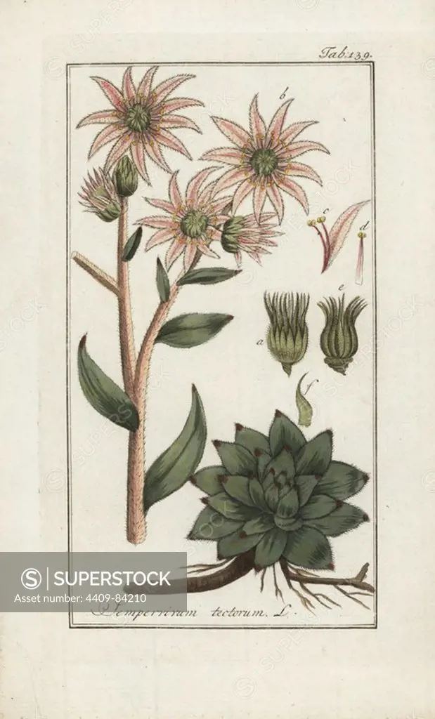 Common houseleek, Sempervivum tectorum. Handcoloured copperplate botanical engraving from Johannes Zorn's "Afbeelding der Artseny-Gewassen," Jan Christiaan Sepp, Amsterdam, 1796. Zorn first published his illustrated medical botany in Nurnberg in 1780 with 500 plates, and a Dutch edition followed in 1796 published by J.C. Sepp with an additional 100 plates. Zorn (1739-1799) was a German pharmacist and botanist who collected medical plants from all over Europe for his "Icones plantarum medicinalium" for apothecaries and doctors.