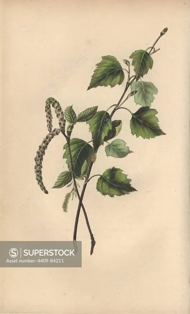 Silver birch tree, Betula pendula. Handcoloured botanical illustration drawn from nature by Mrs. Rebecca Hey from her own "Spirit of the Woods," London, Longman, Rees, 1837. Rebecca Hey was a Victorian writer, poet and artist who wrote "Moral of Flowers" 1833 and "Recollections of the Lakes" 1841. The plates were probably engraved by William Clark, former draughtsman to the London Horticultural Society, and engraver on Hey's previous book.