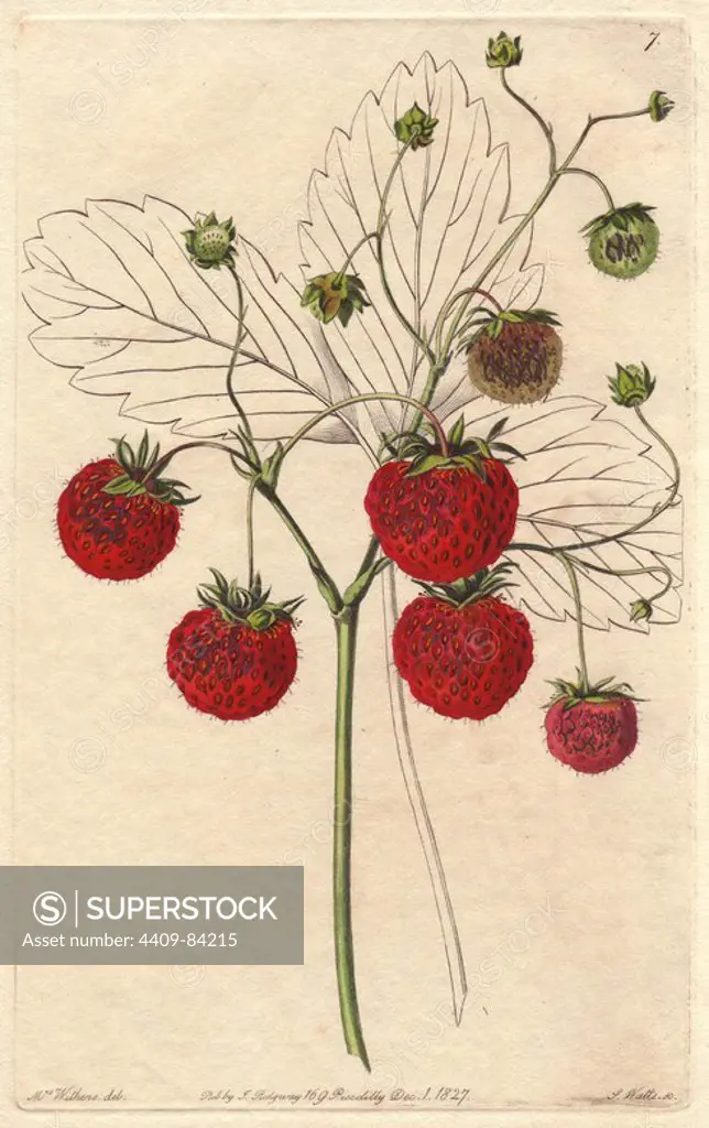 Grove-End scarlet strawberry, Fragaria x ananassa, raised at Grove End, London, in 1820. Handcoloured copperplate engraving by S. Watts from a botanical illustration by Augusta Withers from John Lindley's "Pomological Magazine," James Ridgway, London, 1828. The magazine was published in three volumes from 1828 to 1830 and discontinued at plate 152 because of a dispute between the editors. Lindley (1795-1865) was an English botanist and gardener who published books on roses, orchids, and fruit. Mrs. Withers (1793-1877) was an eminent Victorian botanical artist and Flower Painter in Ordinary to Queen Adelaide.