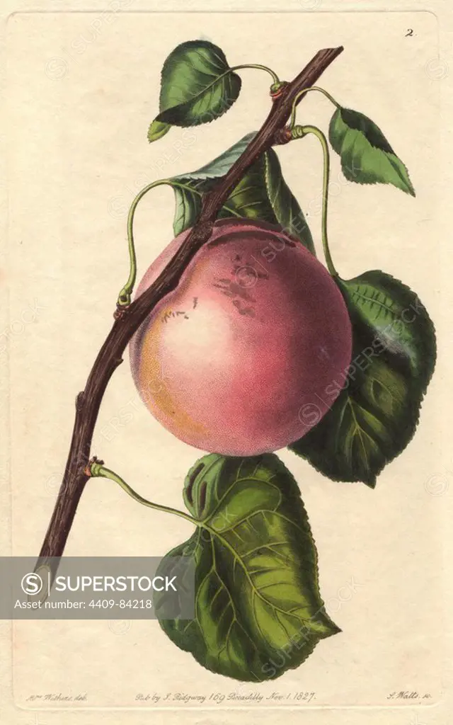 Royal apricot, Prunus armeniaca, raised in the Royal Garden of the Luxembourg. Handcoloured copperplate engraving by S. Watts from a botanical illustration by Augusta Withers from John Lindley's "Pomological Magazine," James Ridgway, London, 1828. The magazine was published in three volumes from 1828 to 1830 and discontinued at plate 152 because of a dispute between the editors. Lindley (1795-1865) was an English botanist and gardener who published books on roses, orchids, and fruit. Mrs. Withers (1793-1877) was an eminent Victorian botanical artist and Flower Painter in Ordinary to Queen Adelaide.